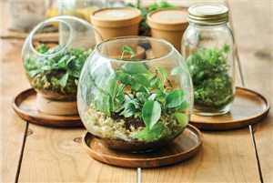 Terrarium